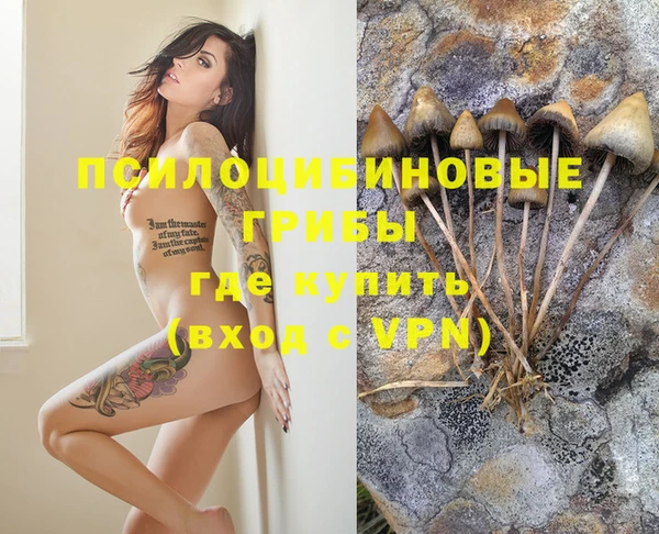 прущие грибы Верея