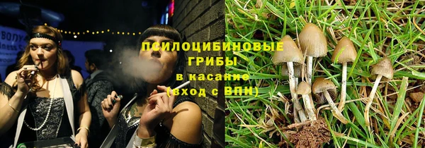 прущие грибы Верея